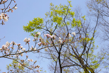 Branches of sakura flowers, cherry blossom