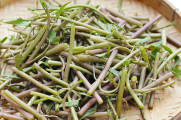Water convolvulus or water spinach