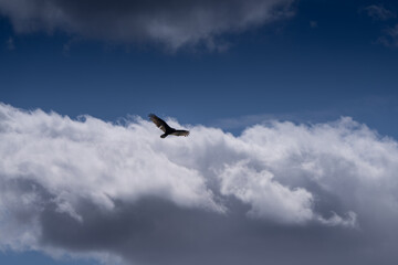 Turkey vulture is flying in the sky