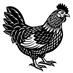    chicken vector illustration
