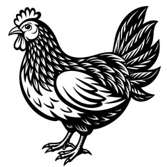   chicken vector illustration
