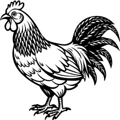    chicken vector illustration

