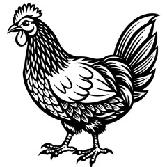    chicken vector illustration
