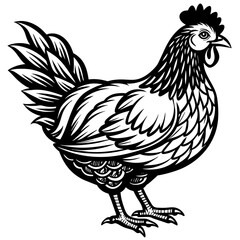    chicken vector illustration
