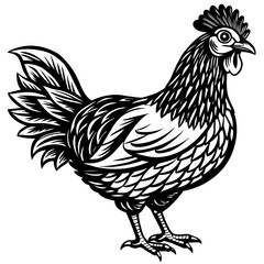    chicken vector illustration
