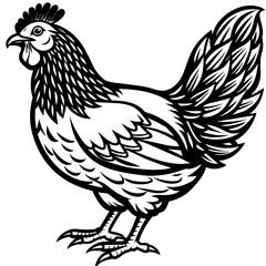   chicken vector illustration
