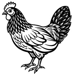    chicken vector illustration
