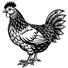    chicken vector illustration
