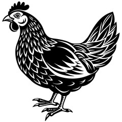   chicken vector illustration
