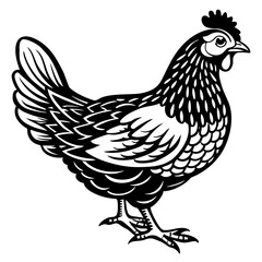    chicken vector illustration
