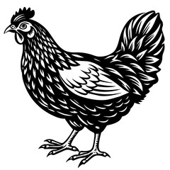    chicken vector illustration
