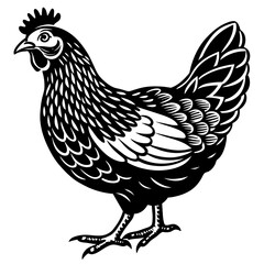    chicken vector illustration
