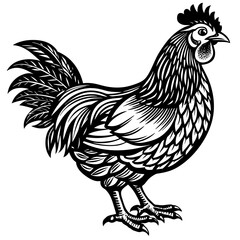    chicken vector illustration
