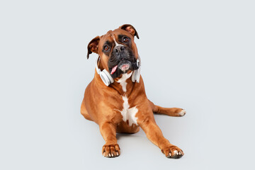 Obraz premium Boxer dog with headphones lying on light background