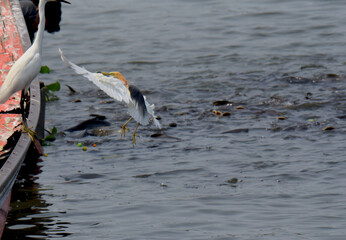 Turn back to the boat Javan pond heron or Ardeola speciosa good move ment action flying, Nice nature art.