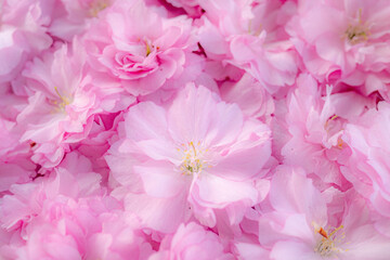 八重咲きのボタン桜の花びらのアップ