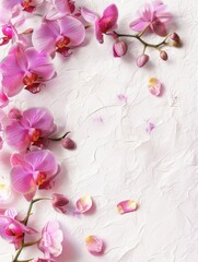 Stunning Orchid Flowers in Soft Pink Hues on Plain Background with Blank Space for Text
