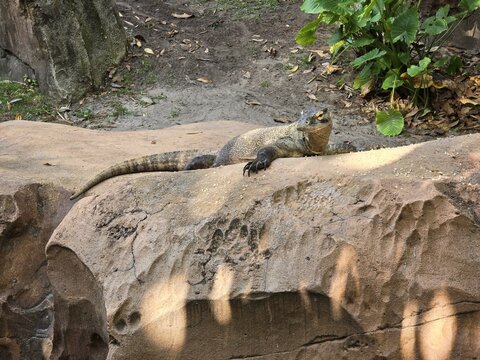 Plant Nature Wood Bedrock Iguania Grass