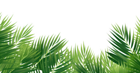 PNG  Palm leaf tropical backgrounds vegetation outdoors - obrazy, fototapety, plakaty