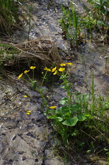 Obraz premium Western Siberia, blooming marsh-marigold (Caltha palustris) on sandy soil.