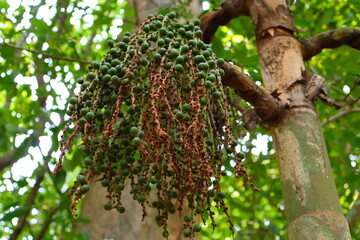 Wild fruits found in the forests of Thailand.