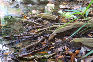 Tree roots in a tropical rainforest in Thailand