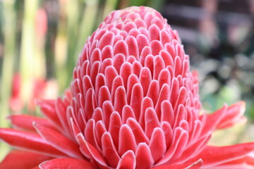 pink flower or Torch Ginger in Thailand
