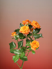 A hot bouquet of Valentine's Day roses