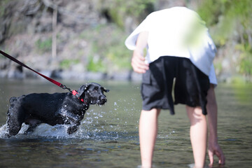 川で遊ぶ犬　大型犬には暑い夏...