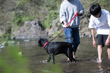 川で遊ぶ犬　大型犬には暑い夏...