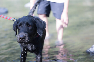 川で遊ぶ犬　大型犬には暑い夏...
