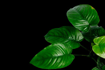 Close-up green leaves of Anubias Barteri Broad Leaf tropical aquatic plant isolated on black...