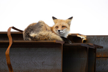 Red fox resting on a pile of steel beams at a construction site