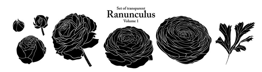 A series of isolated flower in cute hand drawn style. Silhouette Ranunculus on transparent background. Drawing of floral elements for coloring book or fragrance design. Volume 1.