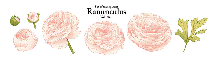 A series of isolated flower in cute hand drawn style. Ranunculus in vivid colors on transparent background. Drawing of floral elements for coloring book or fragrance design. Volume 1.