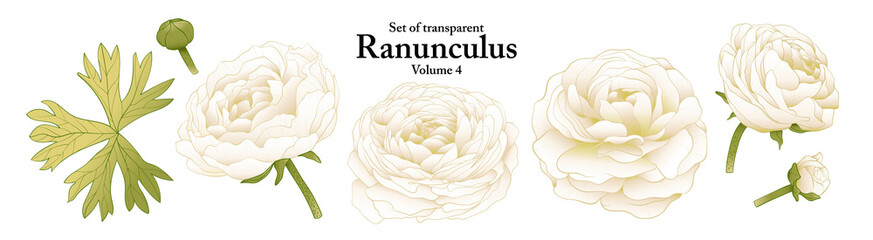 A series of isolated flower in cute hand drawn style. Ranunculus in vivid colors on transparent background. Drawing of floral elements for coloring book or fragrance design. Volume 4.