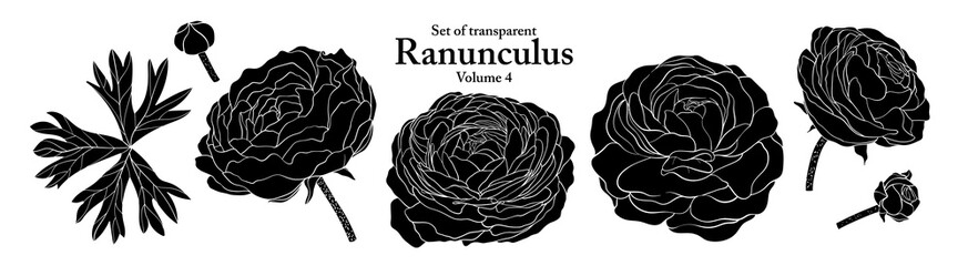 A series of isolated flower in cute hand drawn style. Silhouette Ranunculus on transparent background. Drawing of floral elements for coloring book or fragrance design. Volume 4.