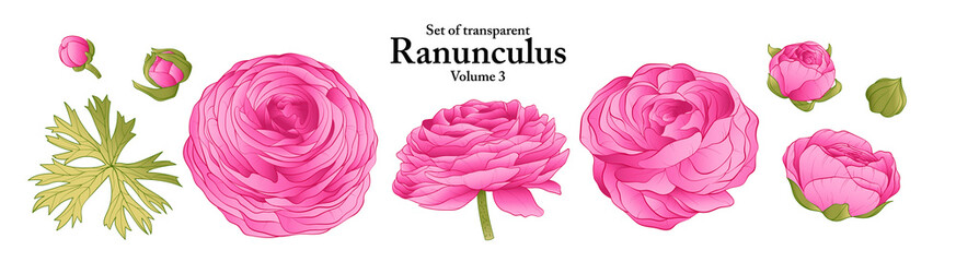 A series of isolated flower in cute hand drawn style. Ranunculus in vivid colors on transparent background. Drawing of floral elements for coloring book or fragrance design. Volume 3. - obrazy, fototapety, plakaty