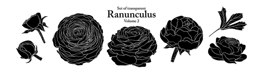 A series of isolated flower in cute hand drawn style. Silhouette Ranunculus on transparent background. Drawing of floral elements for coloring book or fragrance design. Volume 2.