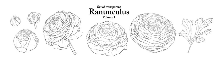 A series of isolated flower in cute hand drawn style. Ranunculus in black outline and white plain on transparent background. Drawing of floral elements for coloring book or fragrance design. Volume 1.