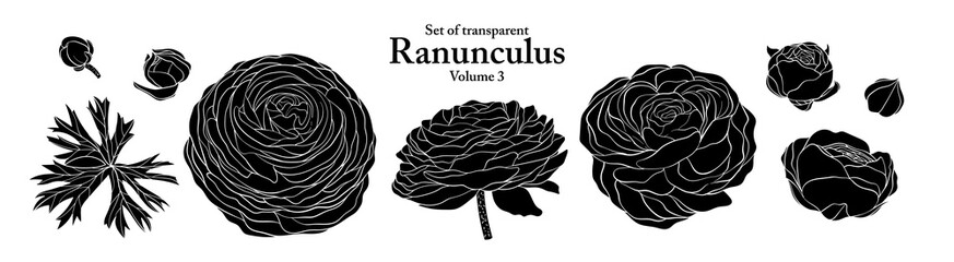 A series of isolated flower in cute hand drawn style. Silhouette Ranunculus on transparent background. Drawing of floral elements for coloring book or fragrance design. Volume 3.