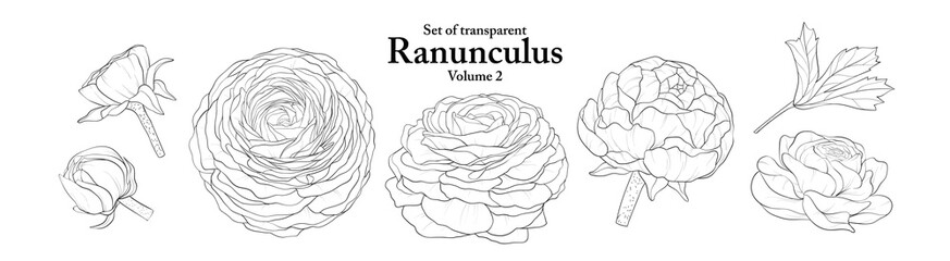 A series of isolated flower in cute hand drawn style. Ranunculus in black outline and white plain on transparent background. Drawing of floral elements for coloring book or fragrance design. Volume 2.