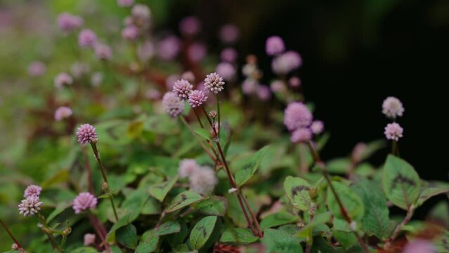 Closeup on beautiful small flowers growing in park outdoors. Selective focus on violet persicaria capitata blooming at summer season. Nature background