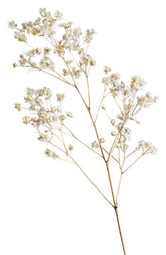 PNG Real Pressed a Gypsophila flower blossom plant