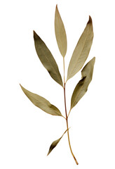 PNG Olive leaf plant tree branch