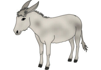 Donkey illustration