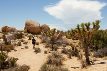 Man walks toward enormous rocks and boulders formation on Arch Rock Trail, Joshua Tree National...