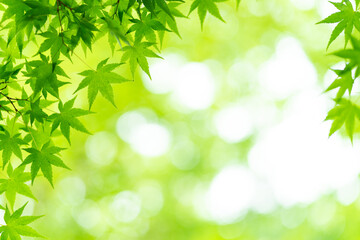 カエデの新緑　青紅葉　Acer sp. - obrazy, fototapety, plakaty