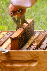 Close-up of the hand of an unrecognizable person dressed as a beekeeper lifting a hive frame full of bees with a special frame holder