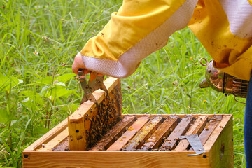 Horizontal hand shot of an unrecognizable person dressed as a beekeeper lifting a beehive frame...